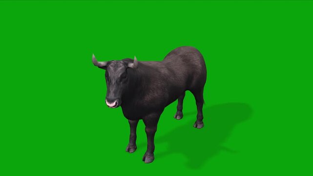 4k Spanish black bull standing idle with top view animation, isolated on Green Screen, 3D muscular Black Angus Bull with big horns Looking Around, livestock on chroma key