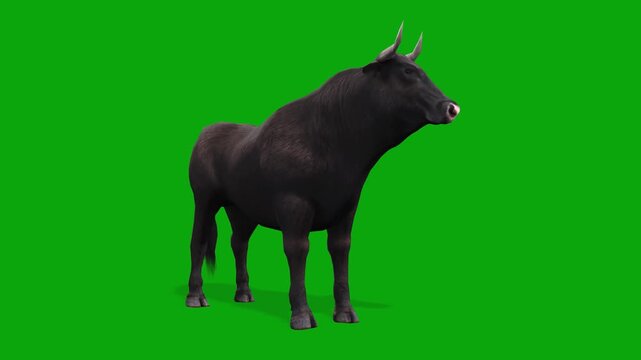 4k Spanish black bull standing idle with front view animation, isolated on Green Screen, 3D muscular Black Angus Bull with big horns Looking Around, livestock on chroma key