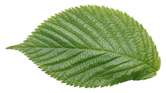 Isolated single bright green tree leaf displaying intricate venation and sawtooth margin