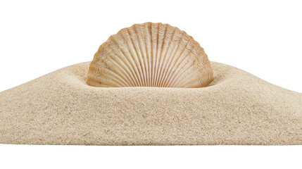 Isolated elegant scallop seashell half buried in a small dune of natural golden beach sand © Oisin