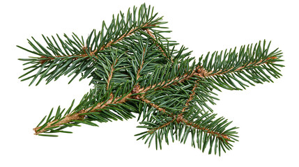 Isolated fresh evergreen spruce fir tree branch with green needles, natural winter holiday decor. © Oisin