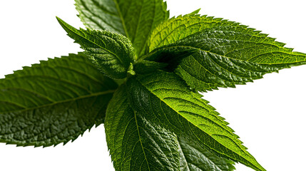 Isolated fresh vibrant green mint leaves herb with textured surface and serrated edges © Oisin