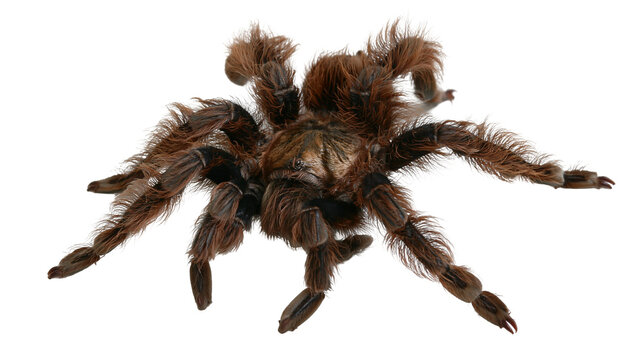 Isolated brown hairy tarantula spider, exotic arachnid creature, fearsome wildlife predator.