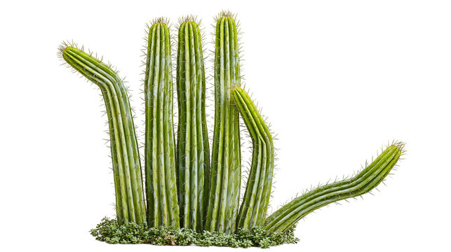 Isolated green cactus plants forming a unique hand gesture, symbolizing nature's creative forms