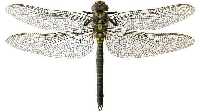 Isolated dragonfly with spread wings, intricate wing venation and detailed body markings