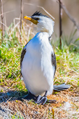 Obraz premium Birdlife at the Wetlands - Little Pied Cormorant