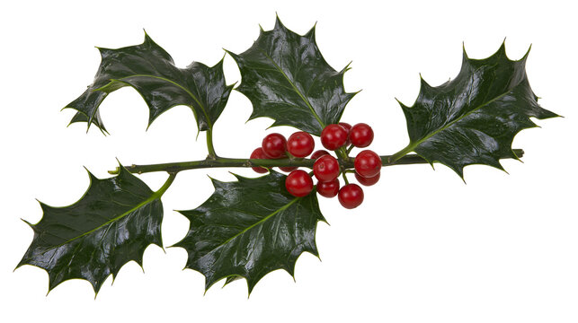 Isolated holly branch with vibrant green leaves and bright red berries, traditional Christmas decoration