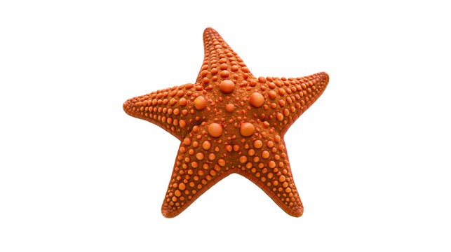 Isolated vibrant orange starfish with textured skin, a beautiful ocean creature close-up.