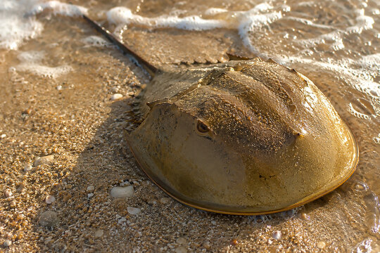 Horseshoe Crab Resting on Wet Sand at the Shoreline