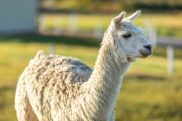 Naklejka premium White alpaca on the farm at sunset, New Zealand