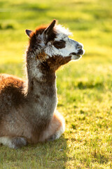 Naklejka premium White and brown alpaca laying down on the grass at sunset, New Zealand