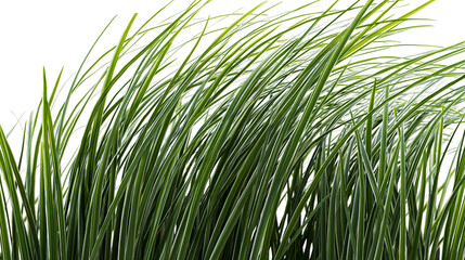 Fototapeta premium Isolated lush green variegated grass blades, fresh botanical foliage, natural garden plant.
