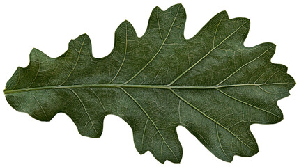 Fototapeta premium Isolated oak leaf, intricate detailed venation, vibrant green foliage texture, natural deciduous plant element