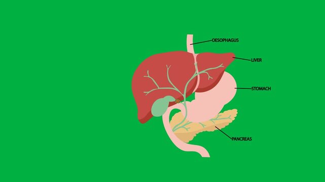 Medical vector animation showing the hepatobiliary and digestive system anatomy with tumor, highlighting bile duct cancer (cholangiocarcinoma), gallbladder cancer, hepatocellular carcinoma, pancreatic