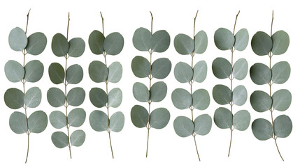 Isolated eucalyptus leaves arranged in rows, natural green botanic branches for decoration © Andrei