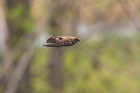 Northern rough-winged swallow in flight.