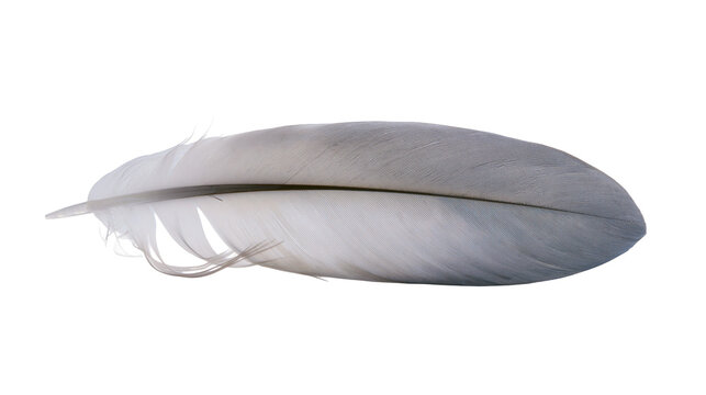 Isolated soft delicate grey bird feather with intricate texture, natural elegance and lightness