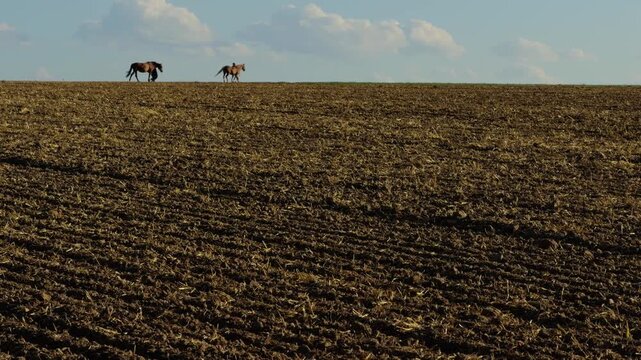Horses moving along the distant horizon of a vast agricultural field in Baden-W&uuml;rttemberg, Germany, creating a poetic rural landscape with strong visual scale.