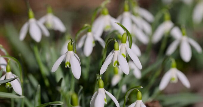White snowdrops against green spring grass background, delicate first snowdrops bloom in a forest glade on a bright sunny day close up, flora
