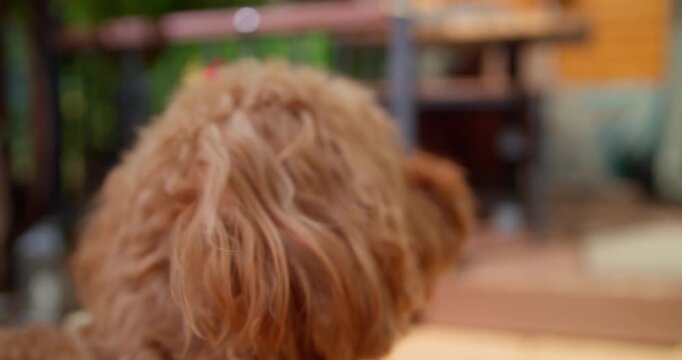Cockapoo Dog Sniffing Surroundings Close Up Head Shot 