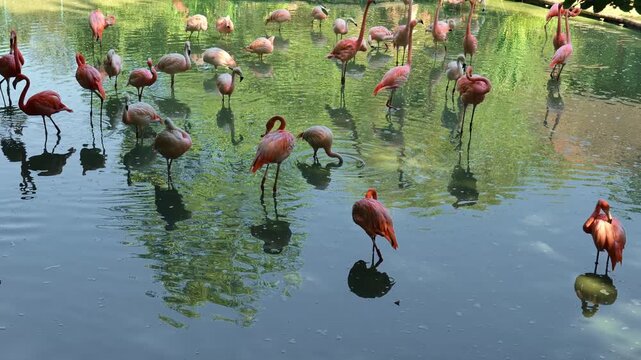 A group of flamingos stands and feeds in the shallow waters of a pond. Natural wildlife scene with reflections, soft sunlight and green water surface. biodiversity, social behavior of birds