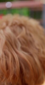 Cockapoo Puppy Using Nose to Explore | Pet Behavior | Vertical Video