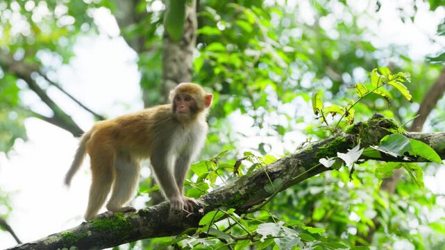 Monkey standing on branch with sky background