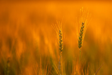 Obraz premium Wheat grows in farmland. Wheat spike forms silhouette. Golden wheat catches daylight. Rural wheat meets sunlight.