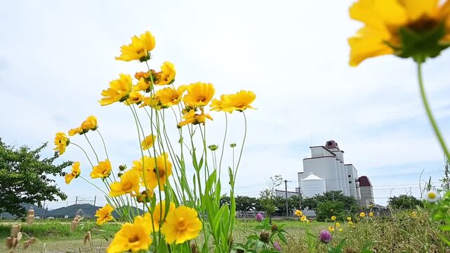 花咲く初夏の湖国を走るEF210牽引の貨物列車 （東海道本線 安土 - 近江八幡, 2026年5月）