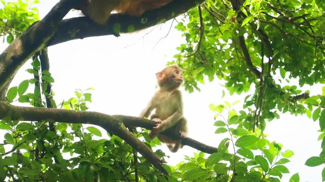 Young monkey standing on tree branch in forest