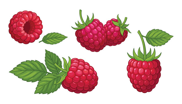 Fresh red raspberries vector illustration elements set with ripe whole berries and green leaves isolated on white background