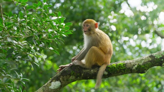 Wild monkey resting on branch amidst forest