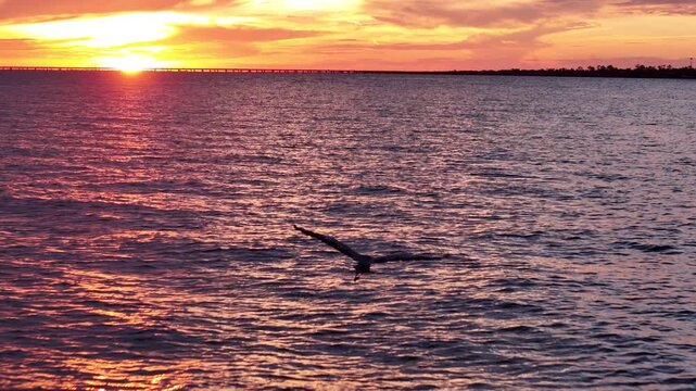 Cinematic slow motion footage of a pelican gliding low over the water at sunset, with warm reflections and a colorful evening sky creating a peaceful coastal scene.