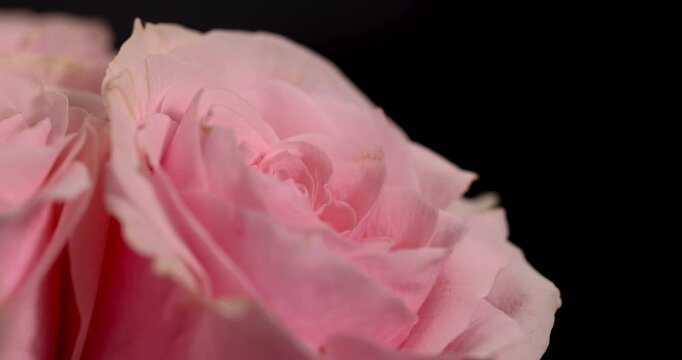 Pink rose flower head texture background, blooming decorative rose petals bouquet details lying together on black backdrop