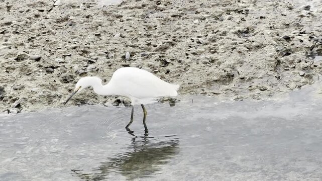 Snowy egret hunts in shallow waters of mudflats