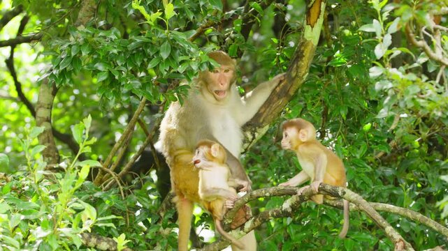 Mother macaque with baby monkeys on branch