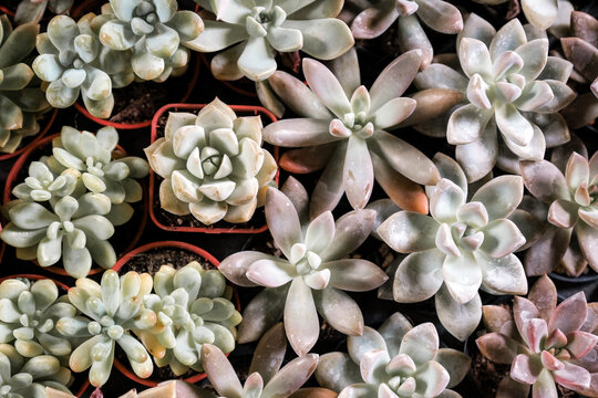 Colorful Succulent Plants and Echeveria Rosettes in Botanical Garden