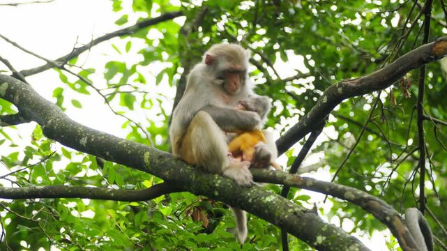 Mother macaque with baby on tree branch