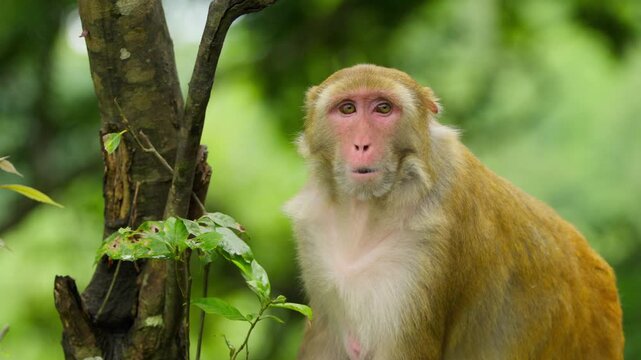 Closeup of macaque monkey in forest
