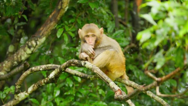 Monkey sits on tree branch in forest