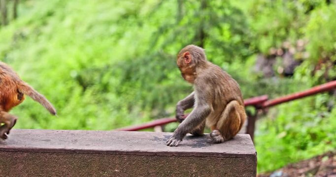Wild Macaque Sitting in Forest Habitat