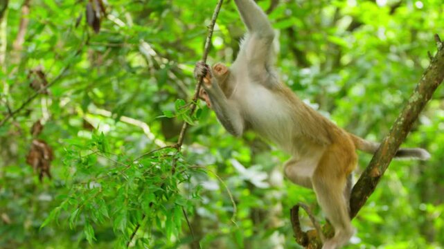 Monkey swinging from tree branch in forest