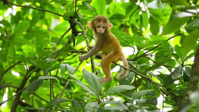 Baby monkey climbing on tree branch