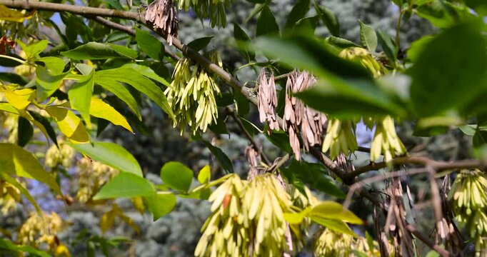Yellow ash seeds on a branch with green leaves, ripe ash tree samaras hang in dense clusters in the forest in early autumn, free time