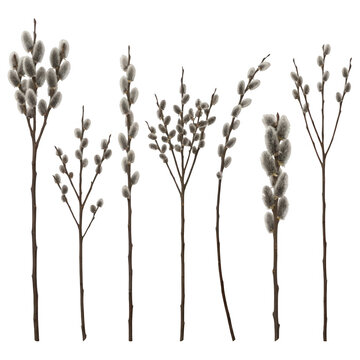 Set di rami di salice con gattini primaverili isolati su sfondo bianco, perfetti per decorazioni pasquali, composizioni floreali naturali e design botanico minimalista.