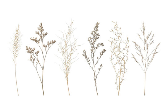 Set di sei rami di fiori secchi e piante selvatiche minimaliste disposti su uno sfondo bianco isolato, ideali per design botanico naturale e decorazioni eleganti.