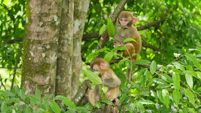 Two baby monkeys playing in forest