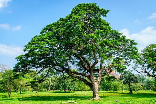 Rain Tree in Mahamewna Gardens, Anuradhapura, Sri Lanka