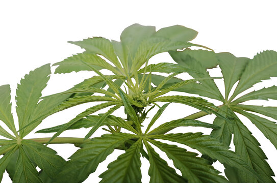 Green and beautiful marihuana plant