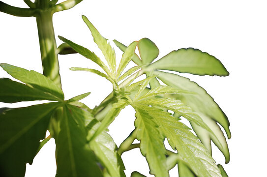 Green and beautiful marihuana plant